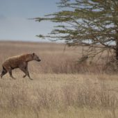  Ngorongoro Crater, TZ